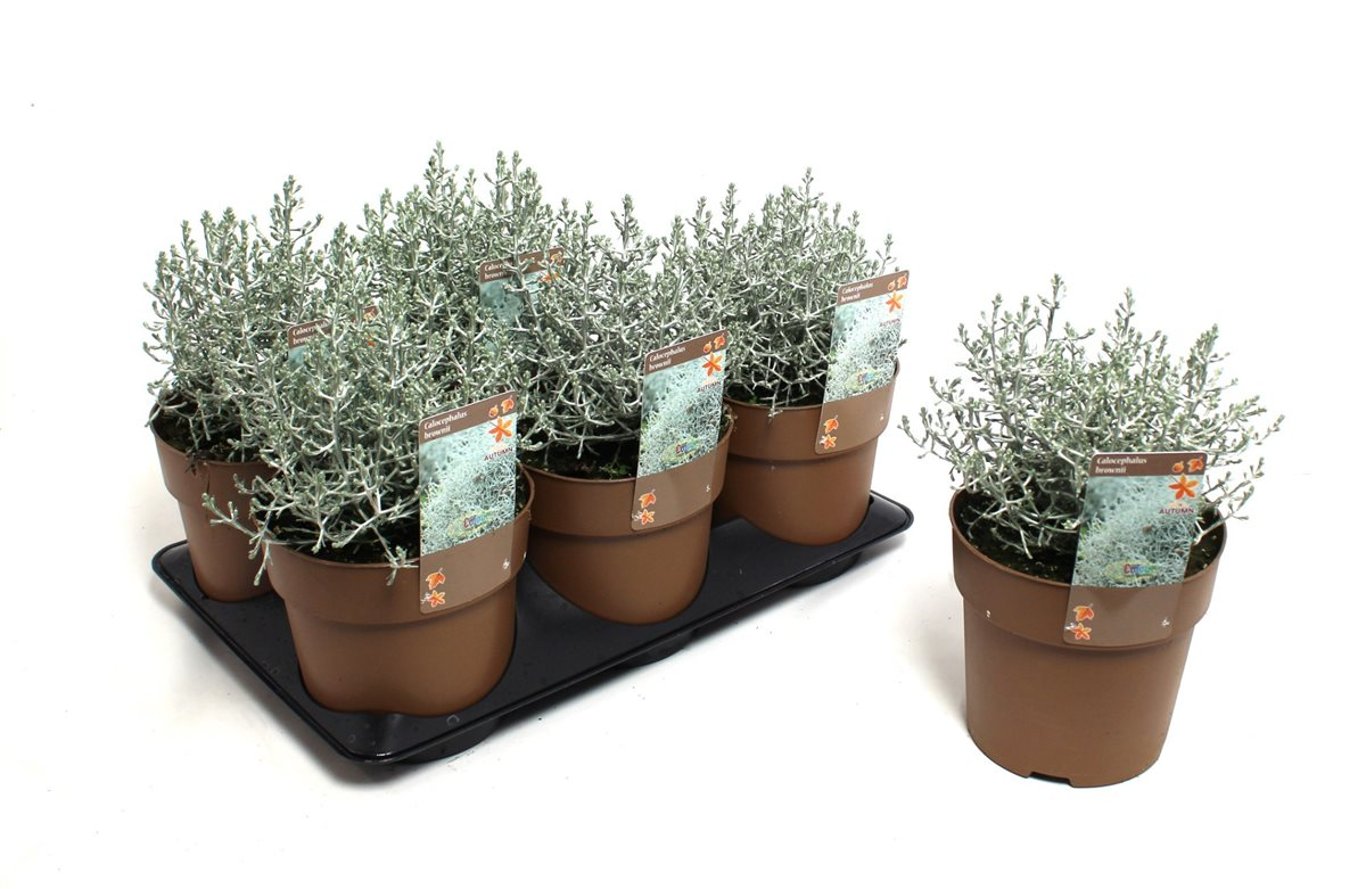 Leucophyta brownii - C1,5